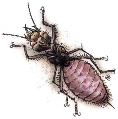 Abyss Ant