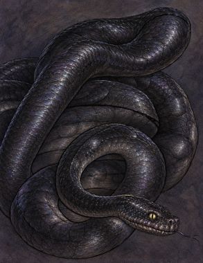 Aeserpent
