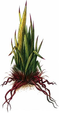 Bloodgrass