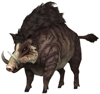 Boar