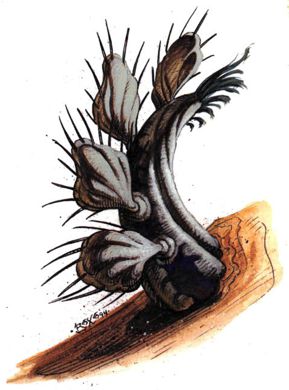 Cactus, Hunting