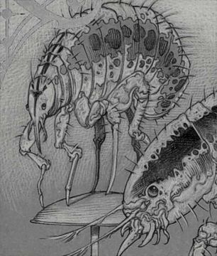 Fleas of Madness