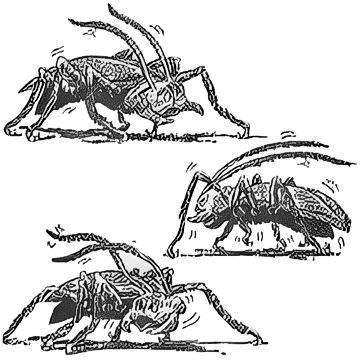 Polyroach