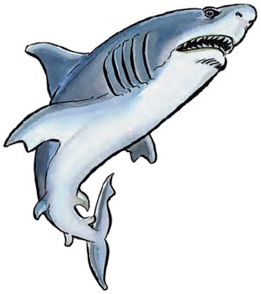 Shark