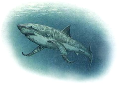 Shark (Athas)