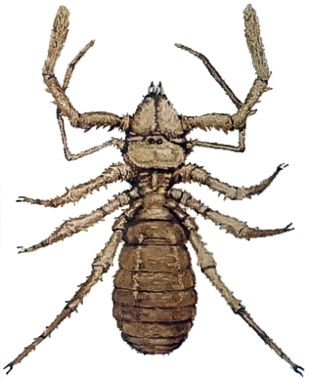 Solifugid
