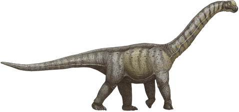 Camarasaurus