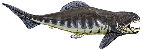 Dinichthys