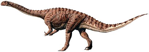 Massospondylus