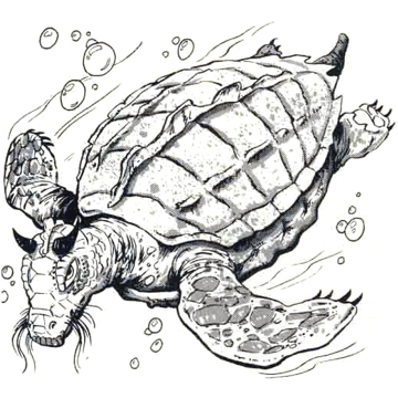 Lung Wang (Sea Dragon)