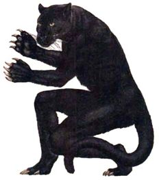 Lycanthrope, Werepanther
