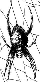 Spider, Hairy