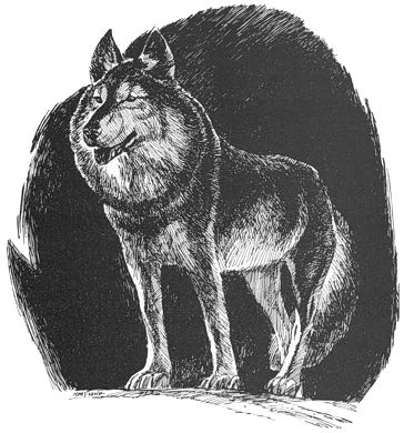 Wolf (Greyhawk)